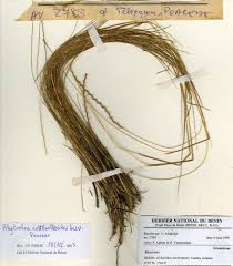 Image result for Rhytachne