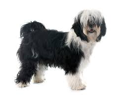 Tibetan terrier puppies available for sale in united states from top breeders and individuals. Tibet Terrier Hunde Informationen Zu Den Bienenarten Omlet