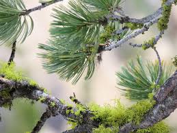 Oct 19, 2017 · if your tree looks unhealthy, give it a closer look. Will A Pine Cone Grow Into A Tree