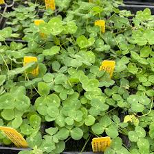 Image result for Trifolium simense