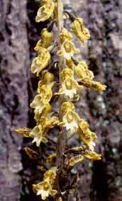 Image result for Gastrodia ballii