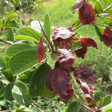 Image result for Terminalia phanerophlebia