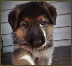 Central florida german shepherds reserves the right to have the dog examined by our veterinarian. German Shepherd Puppies Available In St Petersburg German Shepherds Breeder