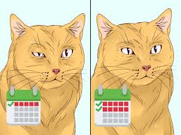 To give this medicine to your cat, secure their head, apply the medication, make sure you don't touch the eye with the medicine tube or dropper, and wash your hands when you're finished. How To Diagnose And Treat Blepharitis In Cats 11 Steps