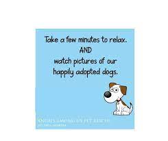 95,707 likes · 3,666 talking about this. Angels Among Us Pet Rescue Home Facebook