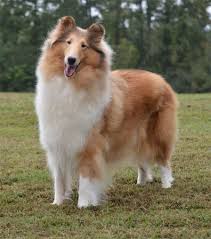 Pin On Lassie Come Home