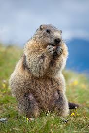 Marmot 02 By Andreasresch On Deviantart Marmot Animals Beautiful Animals
