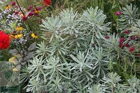 Lime yellow flowers bloom in the srping. Buy Spurge Euphorbia Characias Silver Swan Wilcott Pbr 8 99 Delivery By Crocus