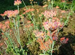 Image result for Kalanchoe rotundifolia