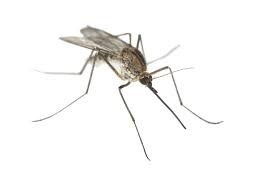 Mosquito Png Image Mosquito Animal Categories Transparent