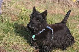 Image result for skotský teriér