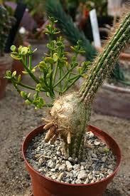 Image result for Viscum tuberculatum