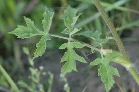 Image result for Heracleum