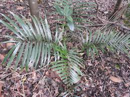 Image result for Eremospatha haullevilleana