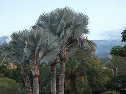 Image result for Latania loddigesii