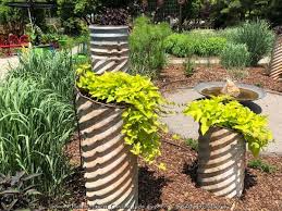 Image result for Ipomoea batatas pots