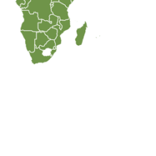 Image result for Terminalia tricristata