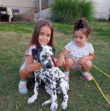 Profile for Dragoslav Popovic