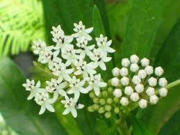 White Milkweed Aquatic Milkweed Perennials All Almost Eden