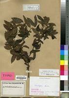 Image result for Landolphia kirkii