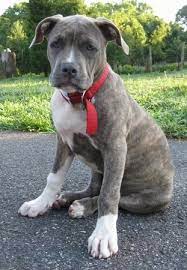 We are confident that you will note the quality. Raising A Puppy 4 Months Old 17 Weeks Spencer The Pit Bull