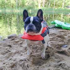 They are loved from birth and are socialized and happy ba. Life Jackets French Bulldog Rescue Network