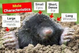 Image result for Mole