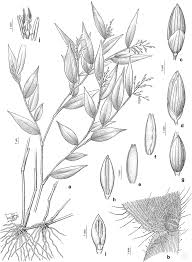 Image result for Danthoniopsis dinteri