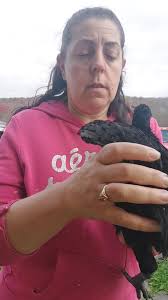 Beautiful 5 month old roo.