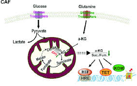 Cancer is refers to a group of more than a hundred diseases that can originate in many different parts of the body. Role And Regulation Of Glycolysis In Cancer Associated Fibroblasts The Download Scientific Diagram