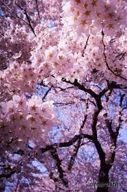 Pin By Anne Wick On I Love Japan Blossom Trees Blossom Cherry Blossom