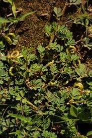 Image result for Indigofera circinella