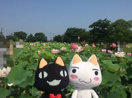 蓮葉の濁りに染まぬ心もて クロと旅する