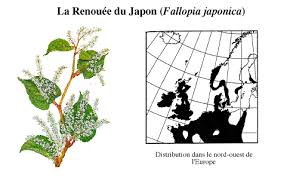 Vente de camélias (camellia) pour jardin et pot. Renouee Du Japon Ou Renouee A Feuilles Pointues