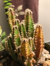 Succulents no need too much water. What S Going On With My Fairy Castle Cactus Almost Looks Like It S Rusting Succulents