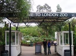 Allez Observer Les Animaux Du Zoo De Londres Zoo Londres Angleterre Que Visiter A Londres Ville De Londres Touriste