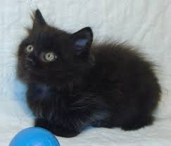Favorite this post jul 16 Black Siberian Kittens For Sale Novocom Top