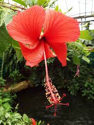 Hibiscus Flower Hibiscus Flowers Hibiscus Flowers