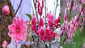 Image result for hoa xuan images