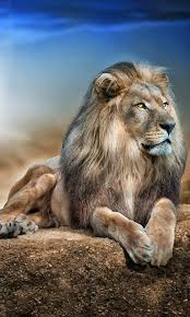 El Rey De La Selva Animali Gatto Grande Animali Belli