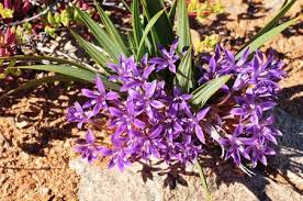 Image result for Sida dregei