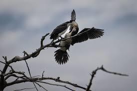 for Janine Wandering around the estuary with a macro lens, flash with  diffuser