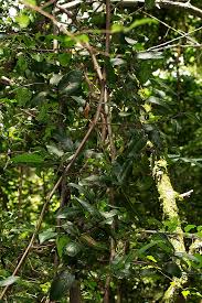 Image result for Artabotrys monteiroae