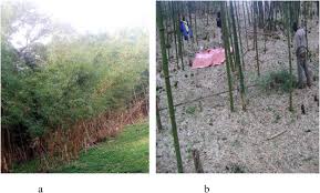 Image result for Oldeania alpina