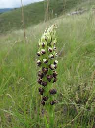 Image result for Corycium dracomontanum