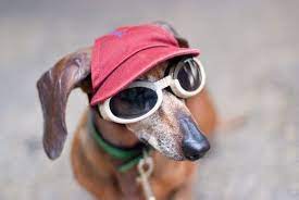 Hat And Glasses Dog With Glasses Dog Hat Pet Costumes