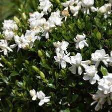 Image result for Gardenia subacaulis