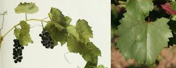 Image result for Vitis