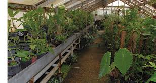 Der botanische garten von lyon befindet sich im parc de la tête d'or und besteht aus einer freifläche und. Le Jardin Botanique De Lyon D Un Service Technique A Un Musee Vivant