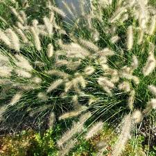 Image result for Cenchrus caudatus